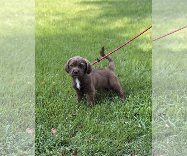 Medium Photo #2 Labrador Retriever Puppy For Sale in Yardley, PA, USA