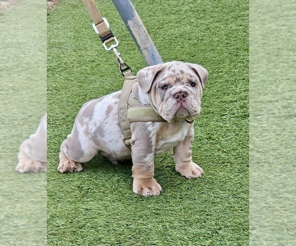 Medium Photo #2 English Bulldog Puppy For Sale in LA JOLLA, CA, USA