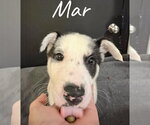 Small #2 Siberian Husky Mix