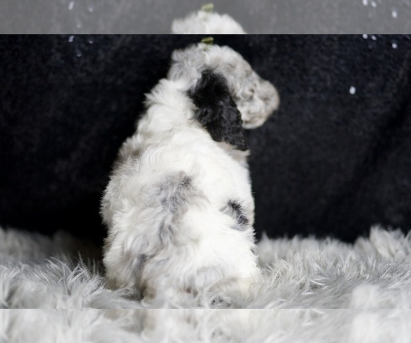 Medium Photo #46 Poodle (Miniature) Puppy For Sale in WARSAW, IN, USA