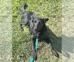 Small #6 Collie-German Shepherd Dog Mix