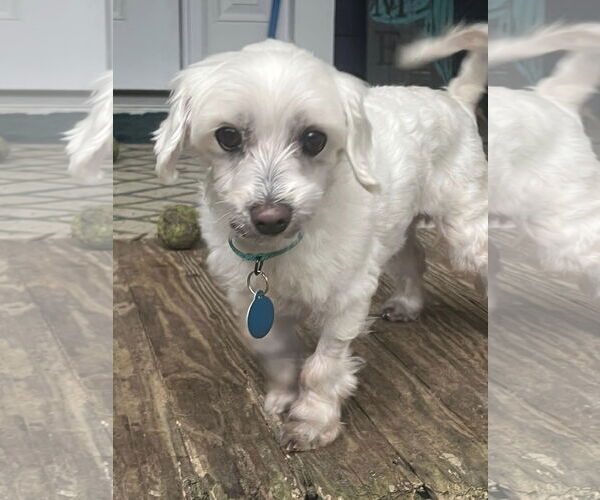 Medium Photo #12 Maltese Puppy For Sale in Arlington, VA, USA