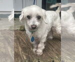 Small #11 Maltese