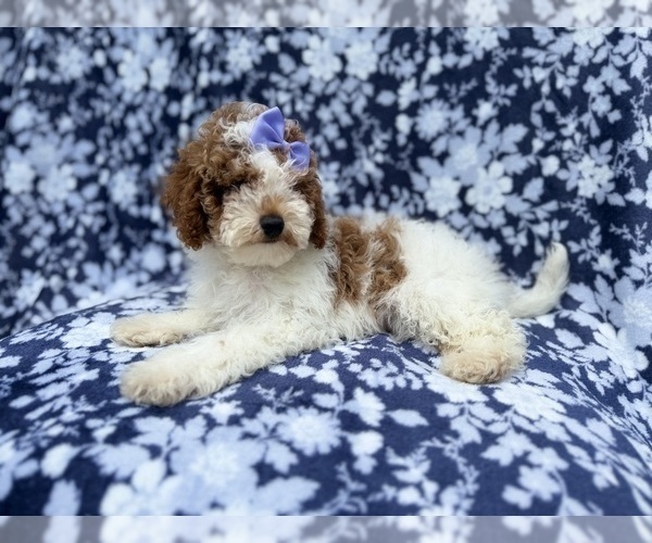 Medium Photo #3 Poodle (Miniature) Puppy For Sale in LAKELAND, FL, USA