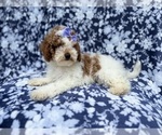 Small #2 Poodle (Miniature)