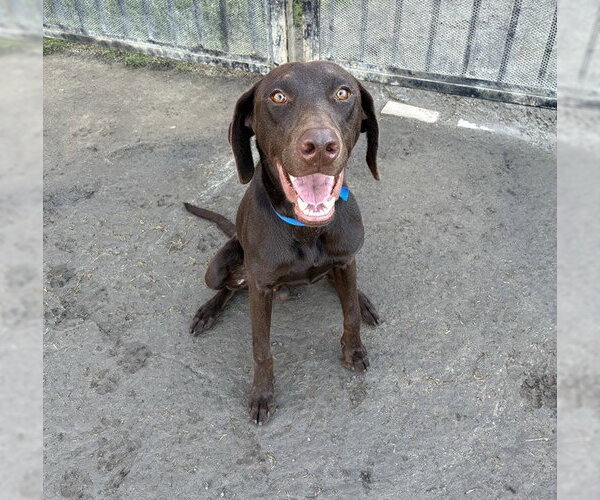 Medium Photo #1 Doberman Pinscher-Labrador Retriever Mix Puppy For Sale in Riverside, CA, USA