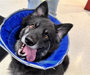 Siberian Husky-Unknown Mix Dogs for adoption in Anchorage, AK, USA