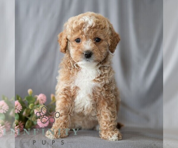 Medium Photo #3 Poodle (Miniature) Puppy For Sale in DORNSIFE, PA, USA