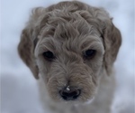 Puppy 2 Goldendoodle (Miniature)