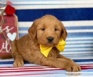 Goldendoodle Puppy for sale in LANCASTER, PA, USA