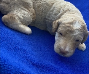Poodle (Standard) Puppy for sale in HOWE, IN, USA
