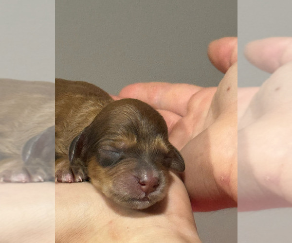 Medium Photo #2 Bernedoodle (Miniature) Puppy For Sale in LONGMONT, CO, USA