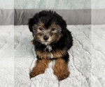 Small #7 YorkiePoo