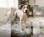 Small #1 Labrador Retriever Mix
