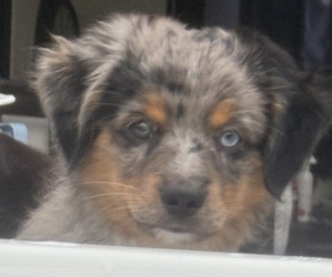 Medium Miniature Australian Shepherd