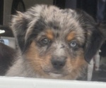 Puppy Clive Miniature Australian Shepherd
