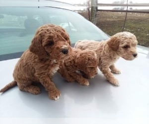 Poodle (Miniature) Puppy for sale in COLUMBIA, MD, USA