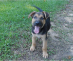 Small #12 Shepweiller