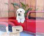 Puppy Ike Labrador Retriever