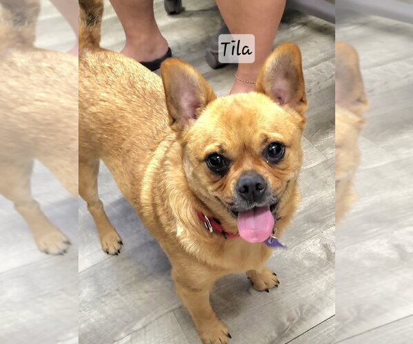 Medium Photo #1 Frenchie Pug Puppy For Sale in Ellijay, GA, USA