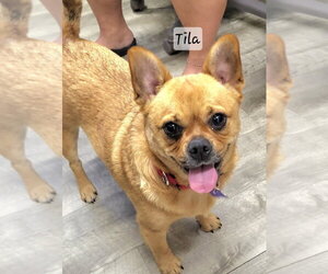 Frenchie Pug Dogs for adoption in Ellijay, GA, USA