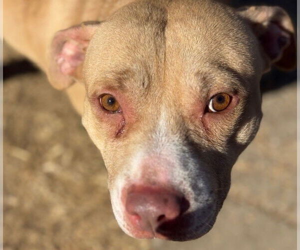 Medium Photo #2 Mutt Puppy For Sale in Tulsa, OK, USA