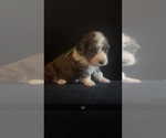 Puppy LJ Bernedoodle (Miniature)
