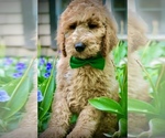 Small #5 Goldendoodle-Poodle (Standard) Mix