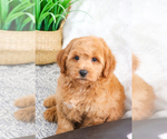 Small Photo #18 Goldendoodle (Miniature) Puppy For Sale in SYRACUSE, IN, USA