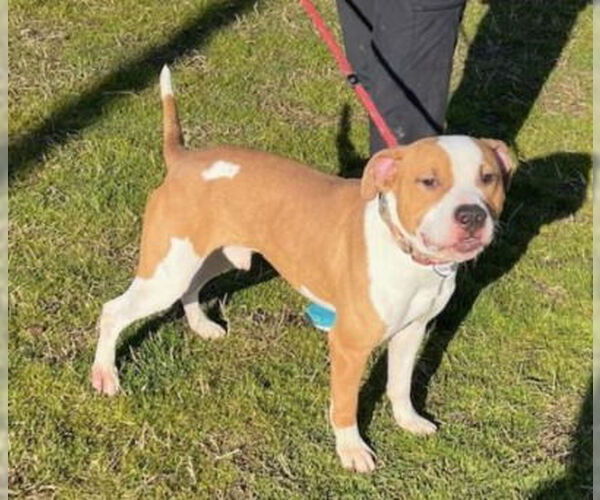 Medium Photo #17 American Bulldog Puppy For Sale in Rockville, MD, USA