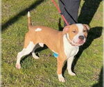 Small #16 American Bulldog