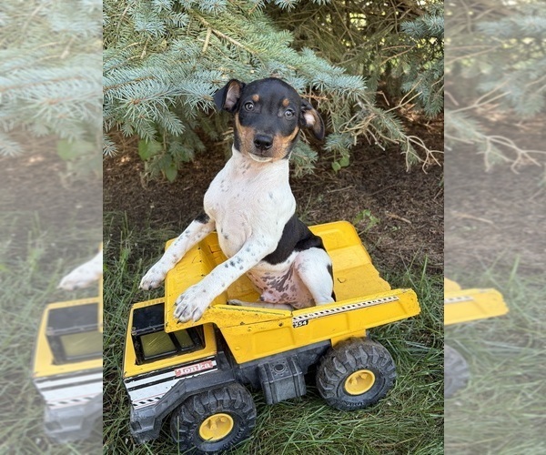 Medium Photo #1 Rat Terrier Puppy For Sale in MIDDLEBURY, IN, USA