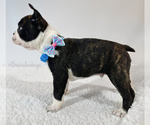Small Photo #3 Boston Terrier Puppy For Sale in TRUSSVILLE, AL, USA