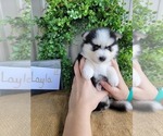 Small Photo #8 Pomsky Puppy For Sale in BELLEVUE, IA, USA