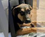 Small #4 German Shepherd Dog Mix