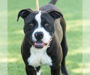 American Pit Bull Terrier Dogs for adoption in Camarillo, CA, USA