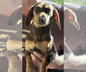 Mother of the Dachshund puppies born on 08/29/2025