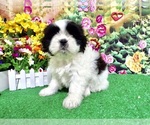 Small #1 Shih Tzu