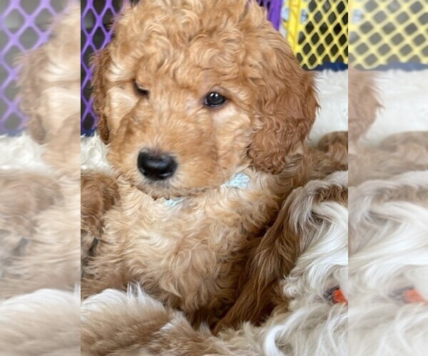 Medium Photo #2 Goldendoodle Puppy For Sale in CANTON, OH, USA