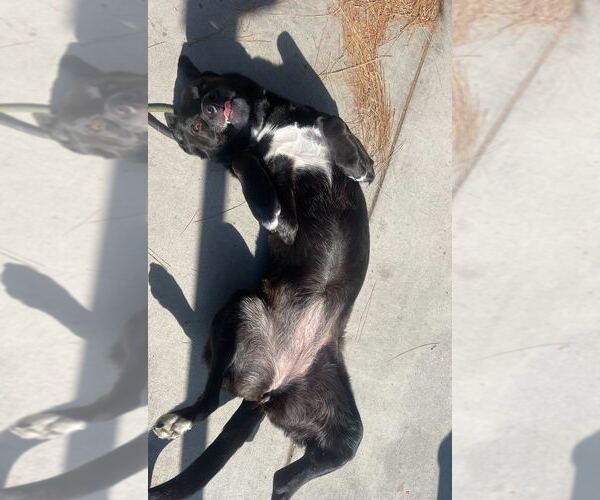 Medium Photo #2 Border Collie-Unknown Mix Puppy For Sale in Studio City, CA, USA