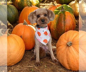 Medium Goldendoodle (Miniature)