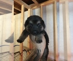 Small Photo #5 German Shepherd Dog Puppy For Sale in GRAHAM, MO, USA