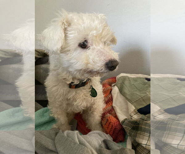 Medium Photo #5 Bichon Frise Puppy For Sale in Rootstown, OH, USA