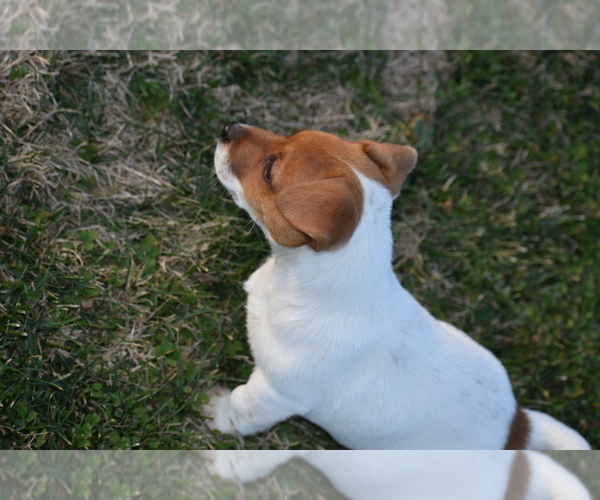 Medium Photo #18 Jack Russell Terrier Puppy For Sale in APPLE GROVE, WV, USA