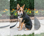 Small #6 Welsh Corgi Mix