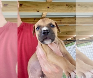 Medium American Pit Bull Terrier