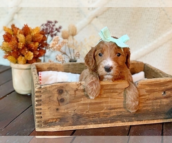 Medium Photo #2 Irish Doodle Puppy For Sale in SILVERDALE, WA, USA