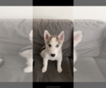 Small Photo #1 Siberian Husky Puppy For Sale in MALDEN, MA, USA
