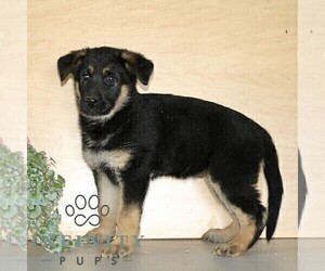 German Shepherd Dog Puppy for sale in KIRKWOOD, PA, USA