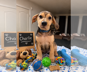 Beagle-Unknown Mix Dogs for adoption in Queen Creek, AZ, USA